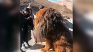 ПРИКОЛЫ С ЖИВОТНЫМИ #18