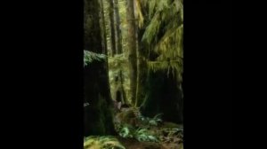 Муха справа песня Фото лес 2021г.