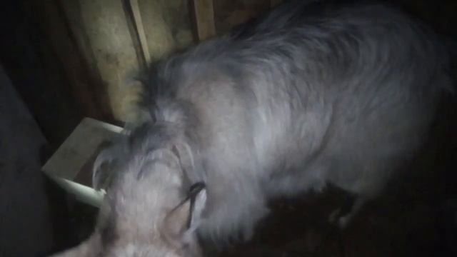 Вопрос что с козой и что же делать? Жду ваших ответов. смотреть онлайн