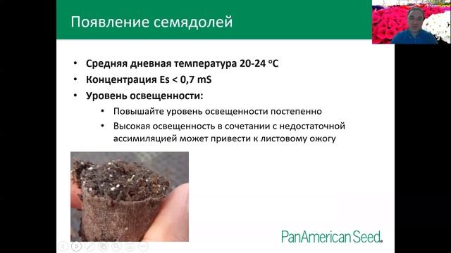 Технология выращивания ампельной петунии из семян от PanAmerican Seed