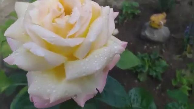 181.#Мои розы Глория Дей и Блю Парфюм после дождя. смотреть онлайн