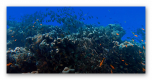 Мелодия для сна, сон, релакс, медитация, осознание.