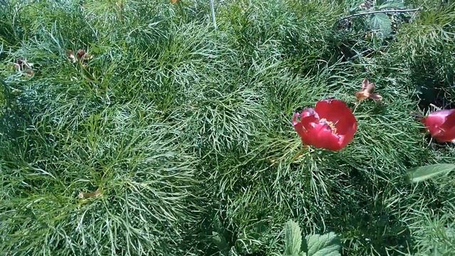 Красная Балка / Дикие Пионы Крыма