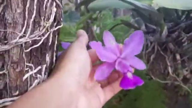Cultivo e Floração da Ansellia Africana e da Cattleya Walkeriana e Nobilior 🌸🌺😊 смотреть онлайн
