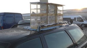 22.12.19. Птичий рынок г. Пятигорск. ч1.The bird market in Pyatigorsk. ch1