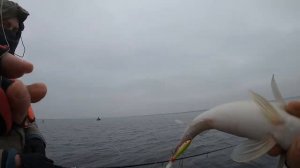 Ловля судака Осенью  на дропшот и балансир