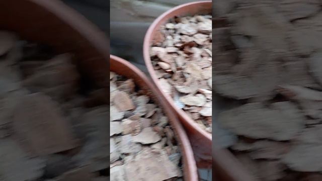 Первые шаги к мечте ! смотреть онлайн