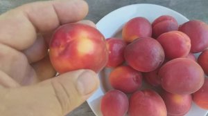 Абрикос сорт Рубиста (apricot Rubista). Невероятно эффектные и товарные плоды
