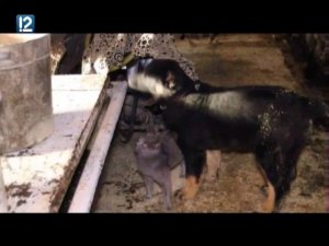 "Местные жители с Оксаной Савочкиной" (23.12.2016)