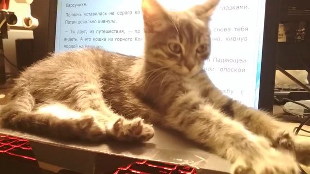 Коврик с подогревом для животных. Вот почему он не понравился моему котенку. смотреть онлайн