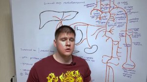 Сосуды большого круга кровообращения / Ангиология