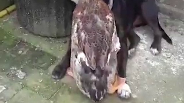 безответная  любовь