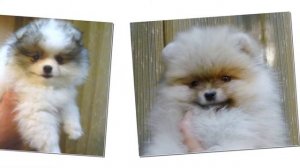 ПОМЕРАНСКИЙ ЩПИЦ. Щенки шпица окрасы патиколор, крем соболь, крем.Мини шпиц продажа ?