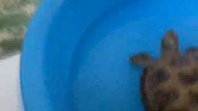 Как ухаживать за сухопутной черепахай 1часть смотреть онлайн