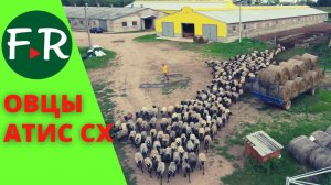 Романовская порода овец. Племенной репродуктор Атис СХ. Что нового на ферме?
