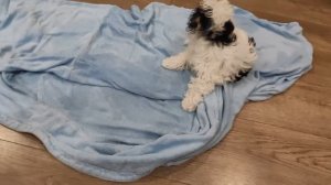 Бивер йорк Офелия после купания