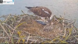 "Is that a whale Dad?!" Rutland Ospreys. 18 May 2021