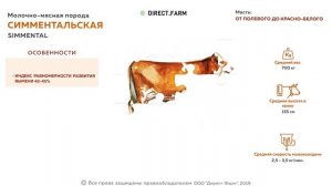 Симментальская мясо-молочная порода коров