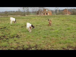 ПРИПАСАЮ КОЗОЧЕК