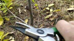 Обрезка грецкого ореха осенью.