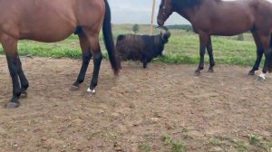 VID-20240819-WA0011.mp4