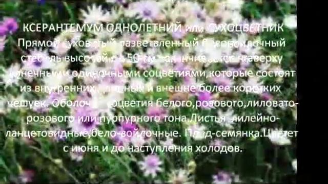 Однолетники для сада  Ксерантемум однолетний или сухоцветник
