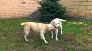 Палевые Лабрадоры Трейси и Малибу Свадьба. Active yellow labradors. Wedding