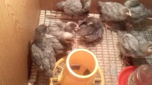 Цыплята Доминант Голубой, 3 недели.