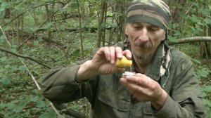 Гриб ВЕСЁЛКА, едим прям в лесу.