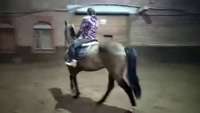 Продажа Ахалтекинских лошадей Sale of Akhal-Teke horses https://akhaltekellc.com