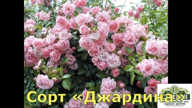 Шикарные розы Братьев Топалович из Сербии. Группа: плетистые смотреть онлайн