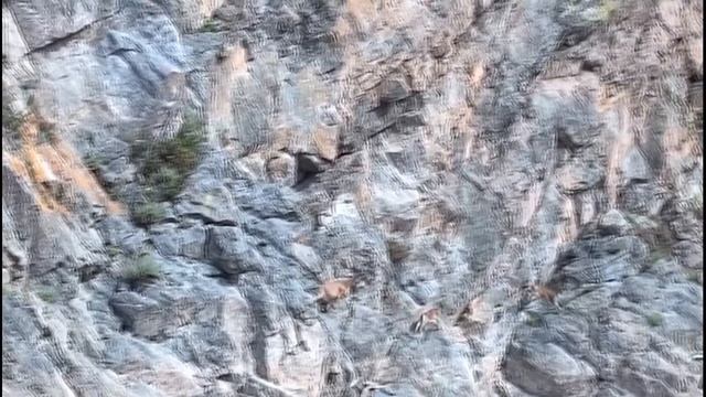 КАК ГОРНЫЕ КОЗЛЫ ХОДЯТ ПО ОТВЕСНЫМ СКАЛАМ?