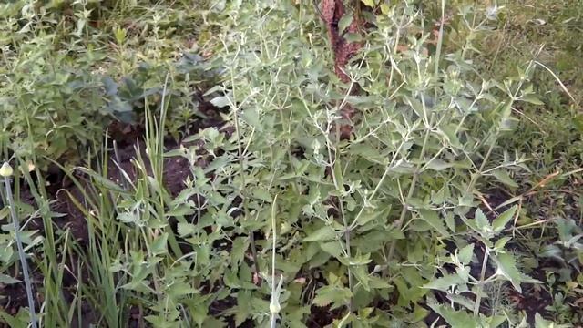 Мелисса полезное растение похожее по свойствам на мяту смотреть онлайн