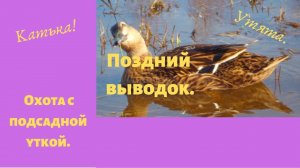 Подсадные утки. Поздний выводок