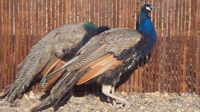 Павлины в зоопарке Кемерово смотреть онлайн