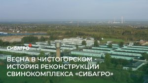 Весна в Чистогорском - история реконструкции свинокомплекса "Сибагро"