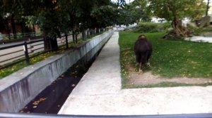 Овцебык (мускусный бык) в Московском зоопарке