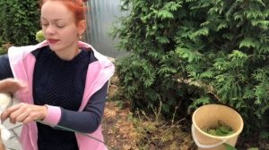 Укрытие крупнолистной гортензии