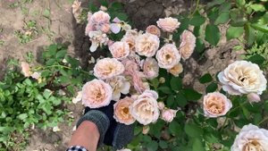 Новые японки!!Обзор японских сортов роз