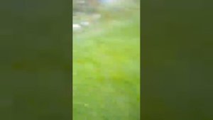 Слизняки. Обзор дачи.