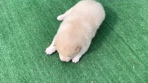 Мальчик Сиба ину в белом окрасе . Возраст 3 недели .