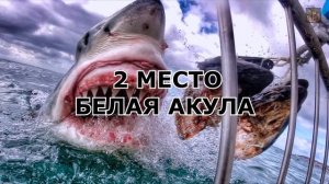 КАКАЯ АКУЛА НАПАЛА НА РОССИЯНИНА В ЕГИПТЕ? ТОП САМЫХ ОПАСНЫХ АКУЛ В МИРЕ