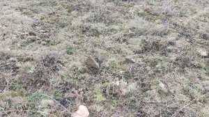 Грибы ? 4 февраля 2023?