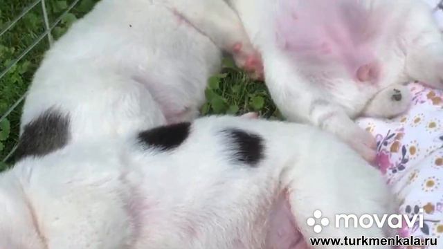 Милашки на прогулке! Щеночкам алабая 2 недели. смотреть онлайн