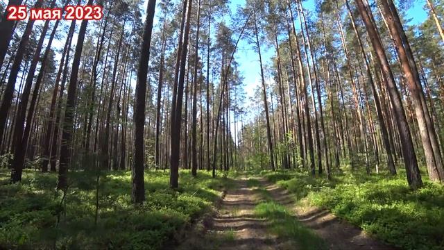 Беларусь, Борисов, Печи, прогуляемся по лесу на ручей через стрельбище! смотреть онлайн