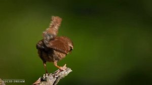 Расслабляющая музыка с ручьем и пением птиц - Красивая фортепианная музыка расслабляет