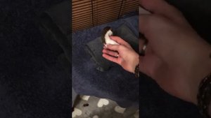 Домашняя ласка Мира. Общение с хозяином.