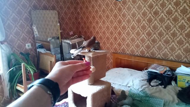 Ольхон обучается