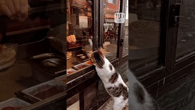 Cute Cat Eagerly Waits to Get Food from Shop Owner