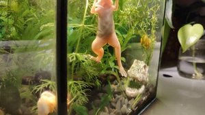 Шпорцевая лягушка поет / Xenopus laevis singing